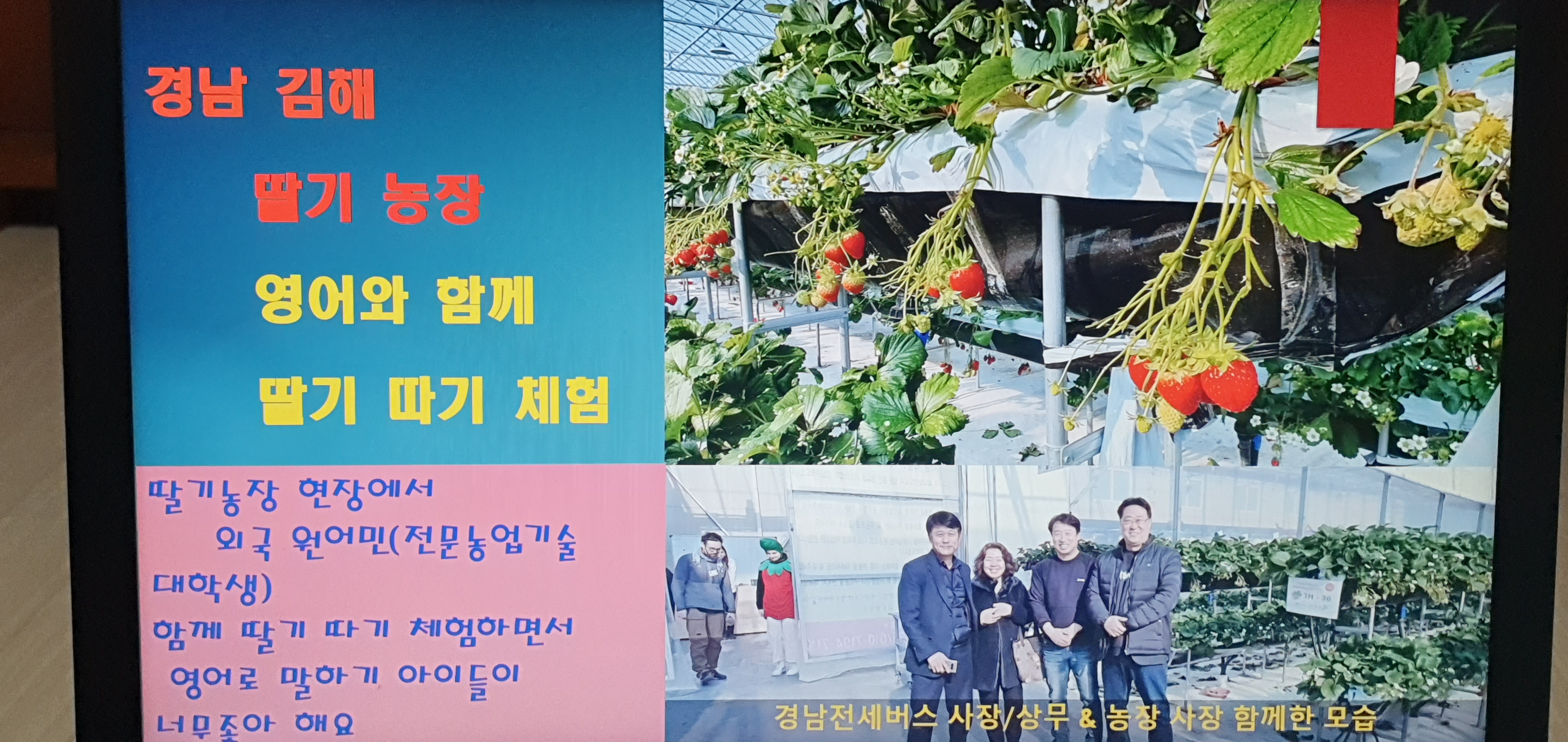 [국내여행] 김해 딸기 농장현장  체험
