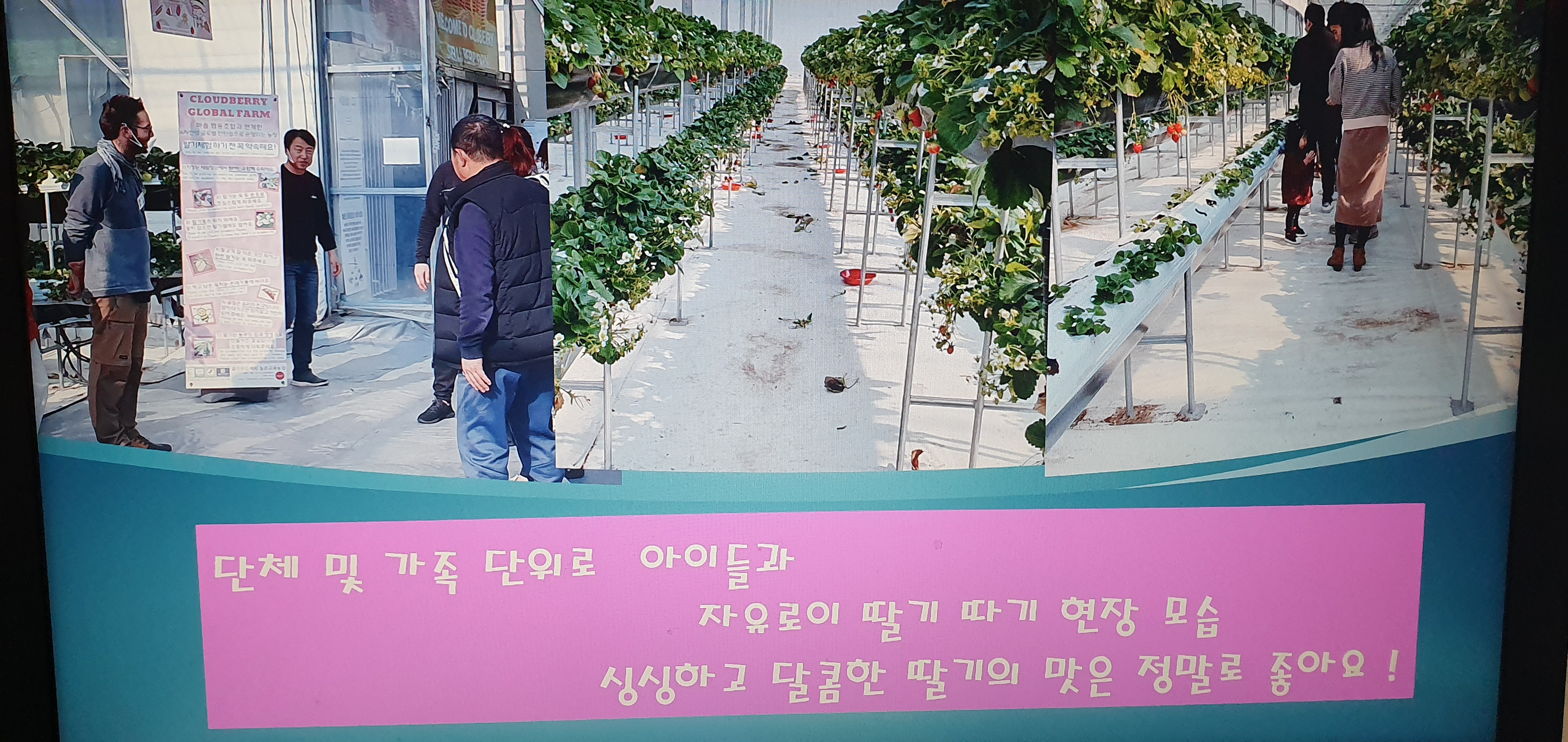 김해 딸기 농장현장  체험